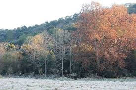 A foto mostra a neve no campo ao amanhecer e já congelada na Região Sul do Brasil. A foto mostra a neve no campo ao amanhecer e já congelada na Região Sul do Brasil.