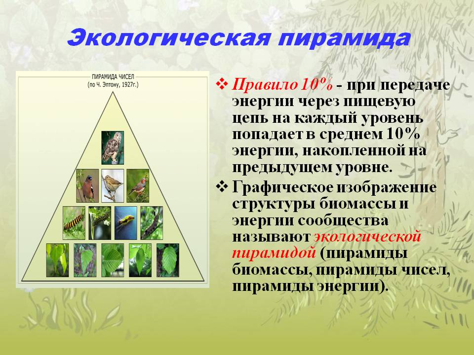Экологическая пирамида биоценоза. Пирамида биомасс пирамида чисел пирамида энергии. Экологическая пирамида. Экеологическаяпирамида. Правило экологической пирамиды.