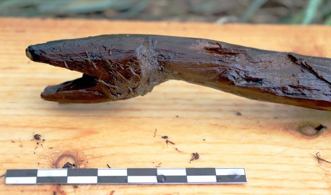 4,000 Year Old Serpent-Shaped Stick Discovered In Southern Finland   