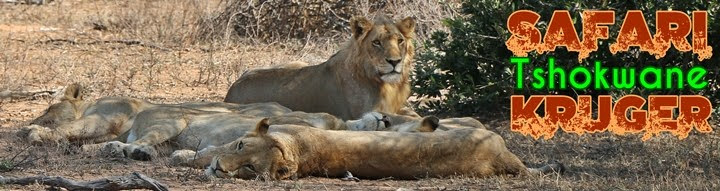 Leones en Tshokwane, Kruger