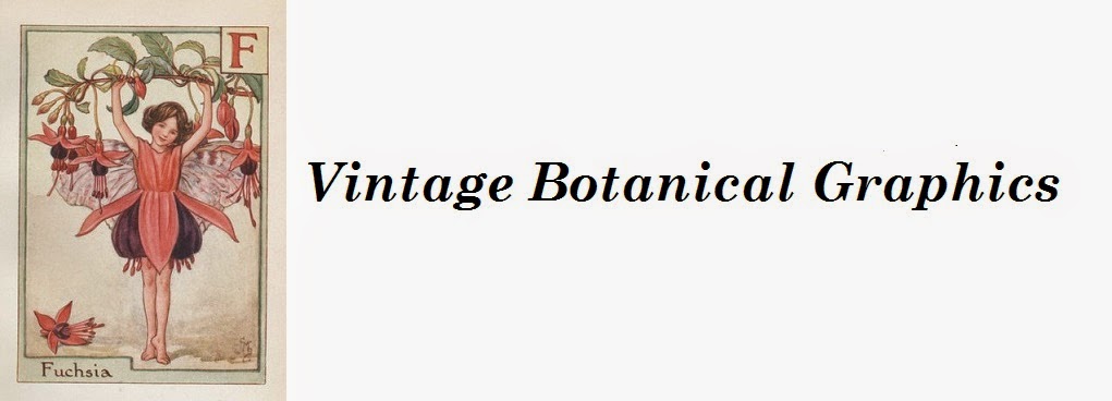 vintage botanical graphics