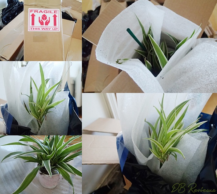 Gifts for Plant Lovers | Christmas Plant Gifts - DB Reviews - Beauty, Fashion, Health and