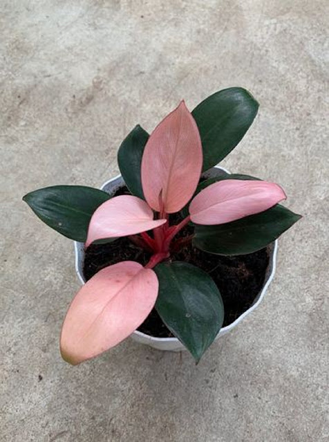 Philodendron Philodendron