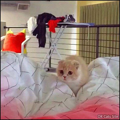 Amazing Cat GIF • WOW! Ninja cat jumping and flying over bed in slow motion Amazing Cat GIF • WOW! Ninja cat jumping and flying over bed in slow motion