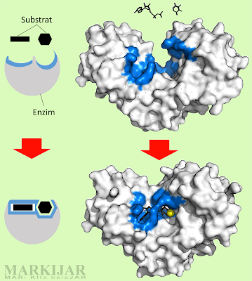 Peran Enzim dalam Metabolisme Lengkap Pengertian, Komponen, Sifat dan