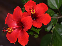 Hibicus Rosa Bunga Raya Sinensis - berbagaireviews.com