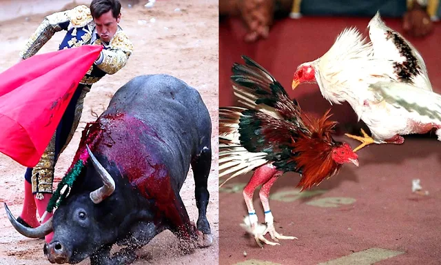 Miles de peruanos defienden corridas de toros y peleas de gallos
