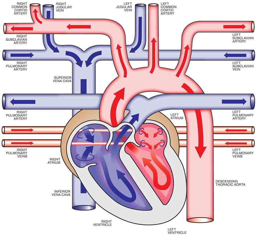 Human Heart Anatomy Diagram - Health Images Reference
