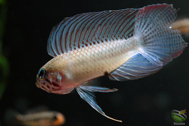 Apistogramma lineata