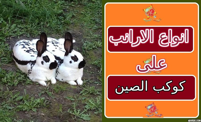 الارانب وتصنيفها ومعيشتها وما يميز كل نوع من الارانب