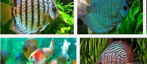 Ikan Hias Discus Cara Budidaya Jenis Perawatan Serta Harganya