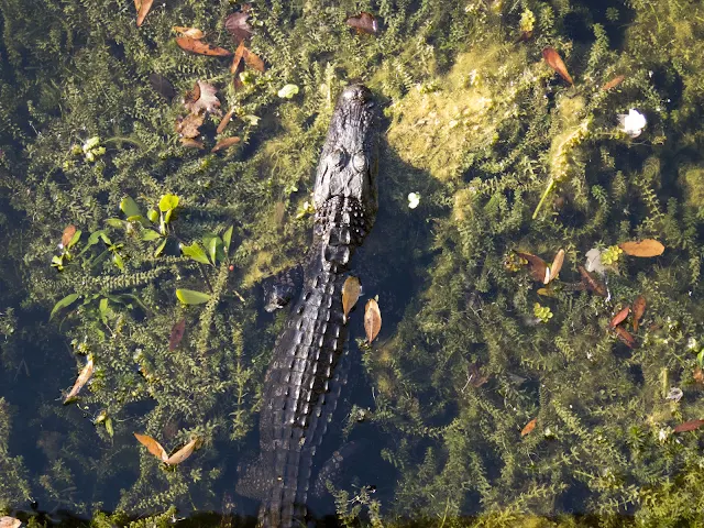 Alligator at Sawgrass Lake Park in St. Petersburg, Florida