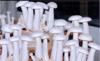 Milky mushroom spawn supplier
