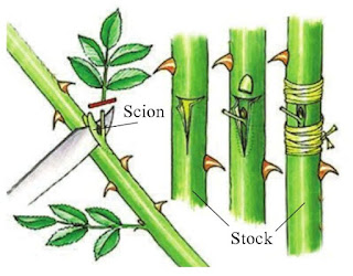 What is Reproduction | Definition | Types of reproduction | Importance