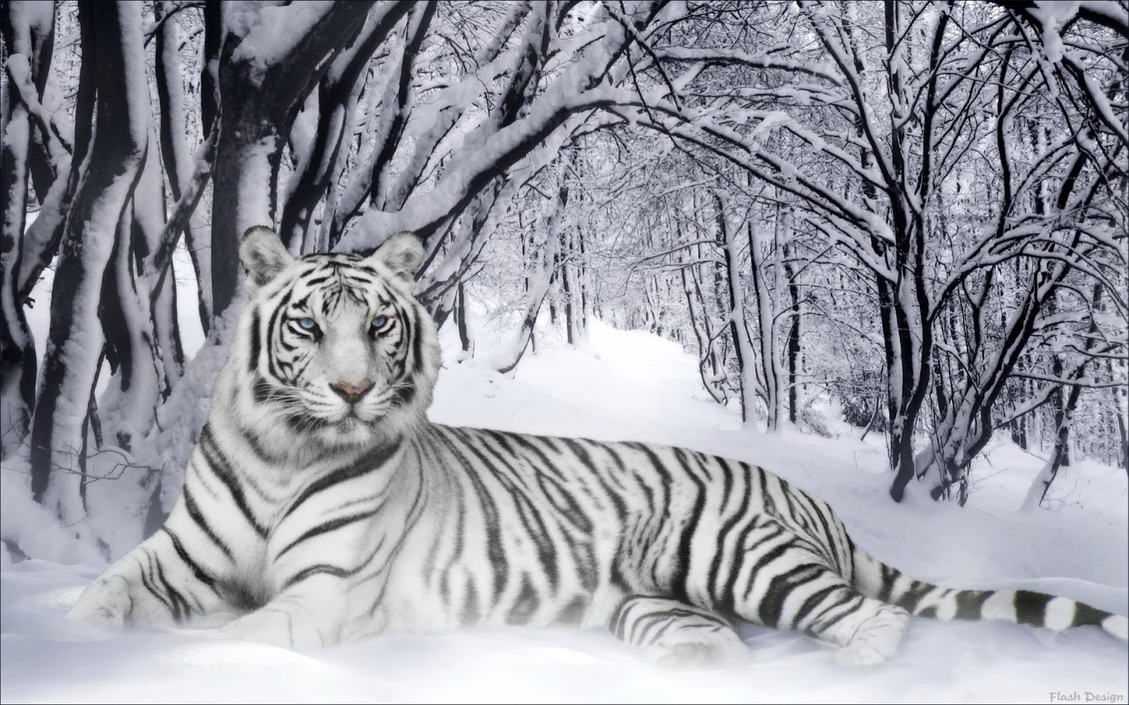 White Tiger Snow Wallpaper HD HD wallpaper