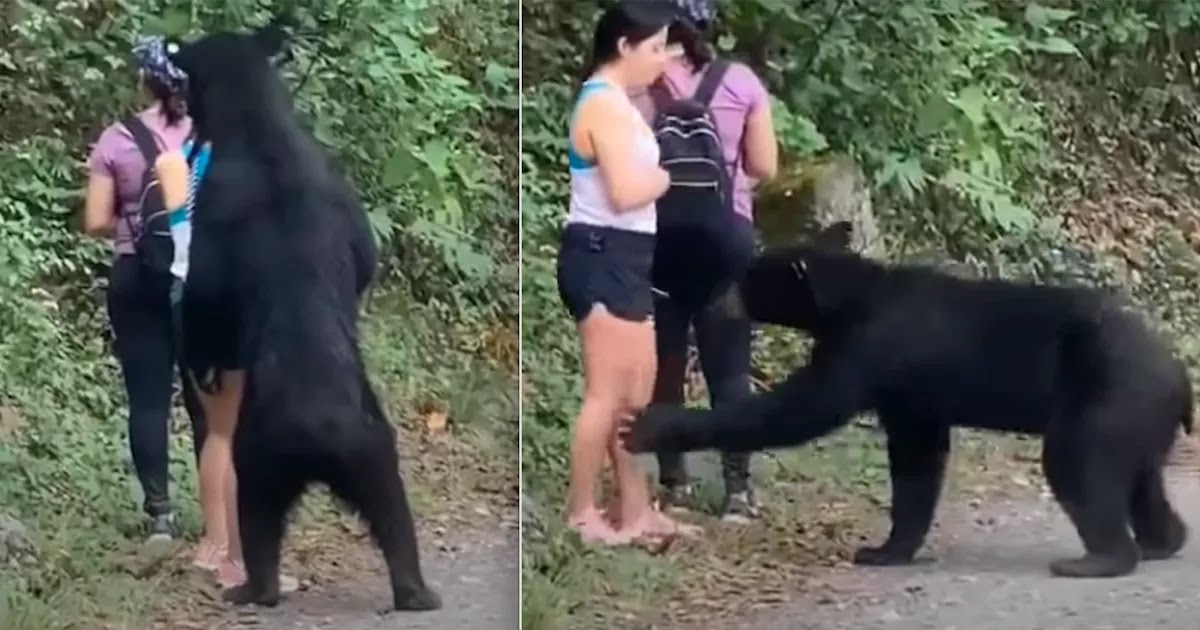 Girl Snaps Selfie With Black Bear Who Snuck Up On Her While She Was Hiking!