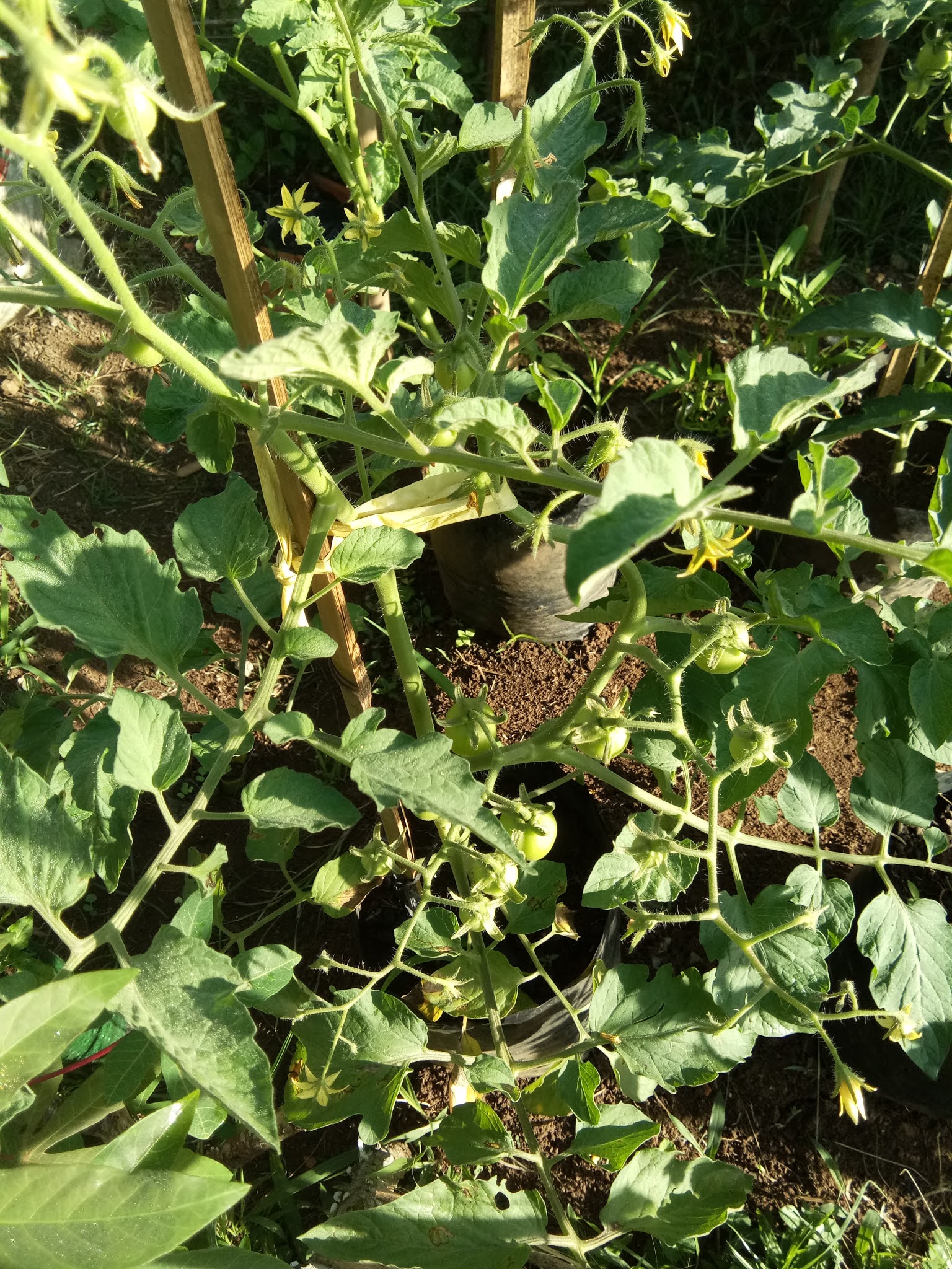 Panduan Cara Menanam Tomat Di Polybag Plastik