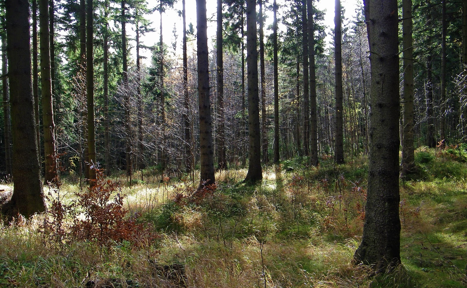 Góry, Karkonosze, Szlak na Śnieżkę