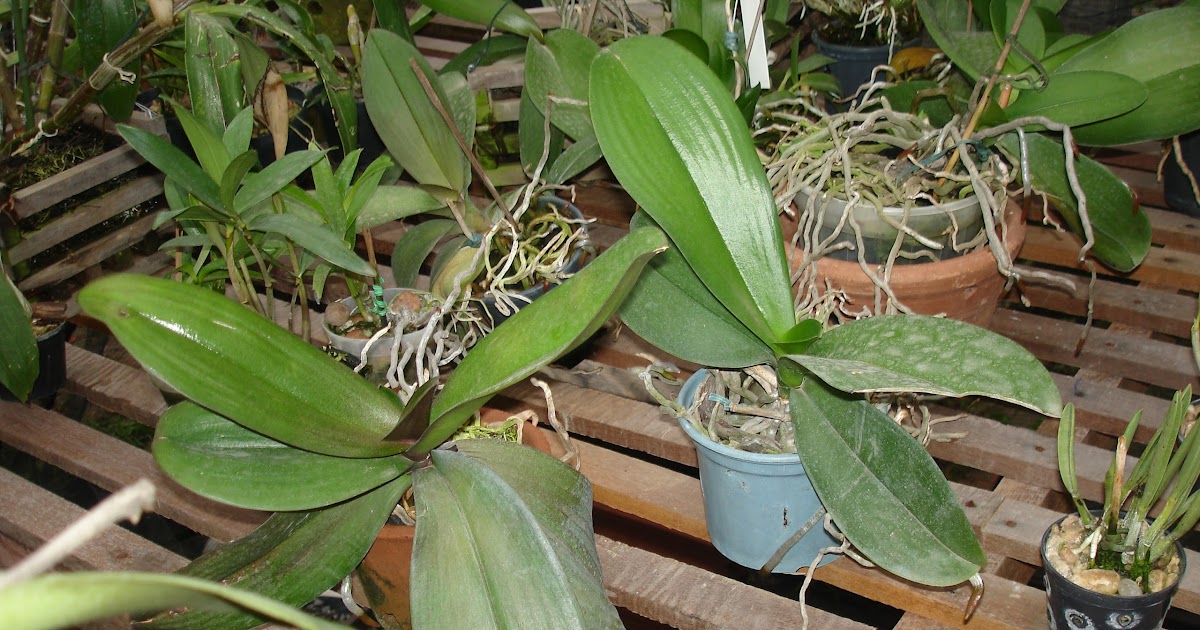 Orquídeas sem mistério: Phalaenopsis - A 