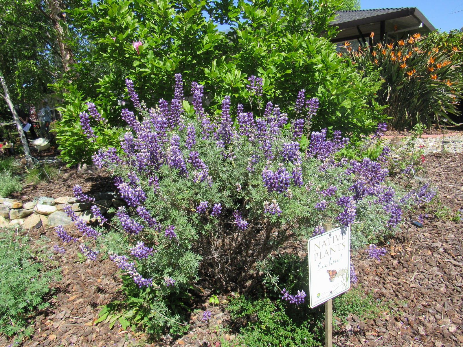 Gardens Gone Native A Native Plant Garden Tour in the Sacramento Valley
