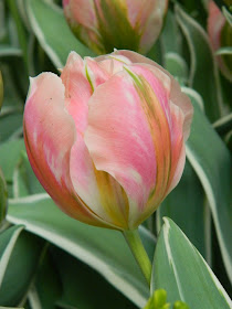 Tulipa Green Wave Parrot tulip  Centennial Park Conservatory 2015 Spring Flower Show by garden muses-not another Toronto gardening blog