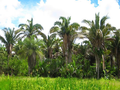 Babaçu, Planta da Família das Palmáceas Babaçu, Planta da Família das Palmáceas