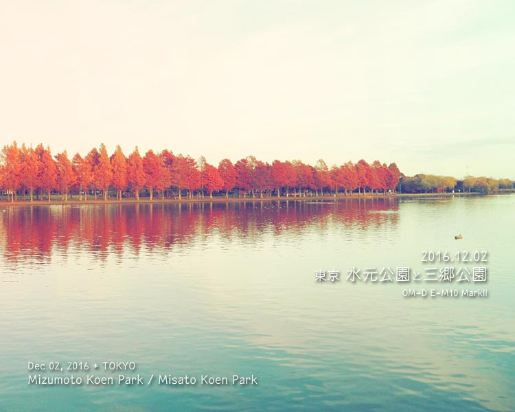 水元公園と三郷公園の紅葉