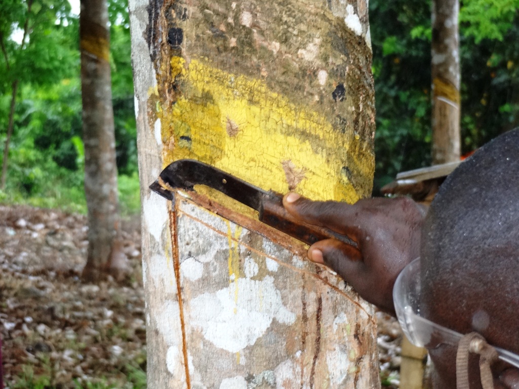 Kirkham's Mission Blog from Liberia Tapping Rubber Trees