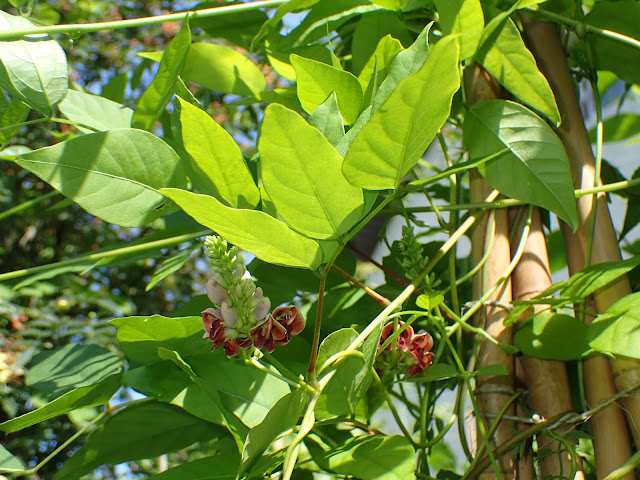Apios tuberosa