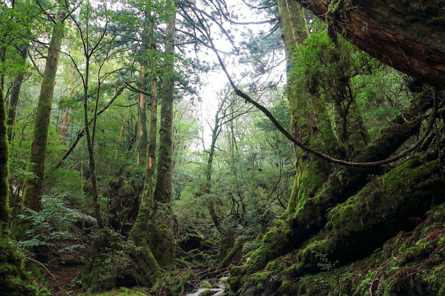 Первозданный лес Якусимы. Ощущение дремучести, которое создают мхи, служит одной из изюминок для привлечения любителей трекинга