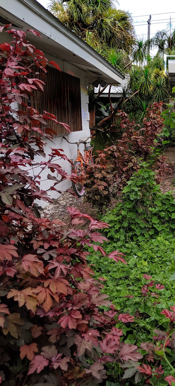 Groundbreaking Roots Cranberry Hibiscus A Tasty Beauty