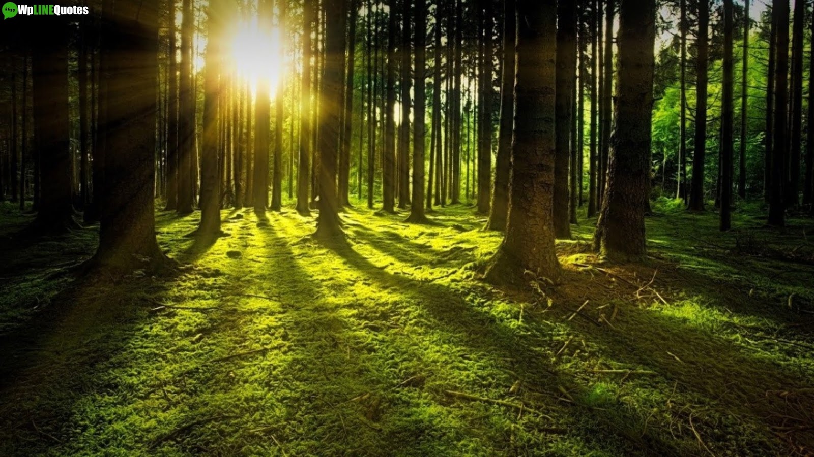 International Day Of Forests Quotes, Slogans, Theme, Facts, Images, Poster International Day Of Forests Quotes, Slogans, Theme, Facts, Images, Poster