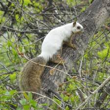 Rare piebald squirrel spotted in Colorado tree|interesting news|
