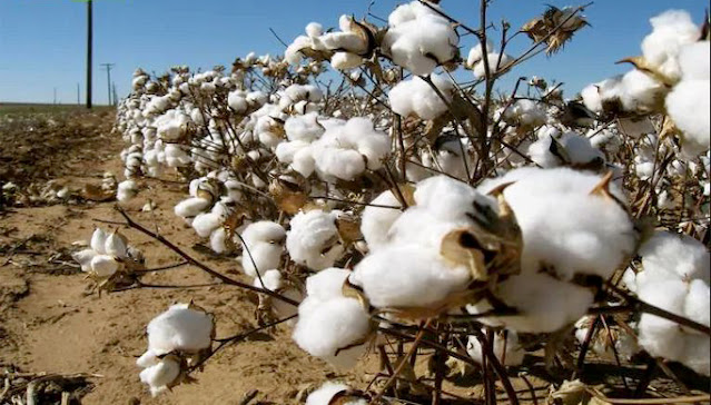 market news cotton crop apmc market prices softened agriculture in Gujarat rising cotton market incomes agriculture in India country, good quality cotton market prices sustained