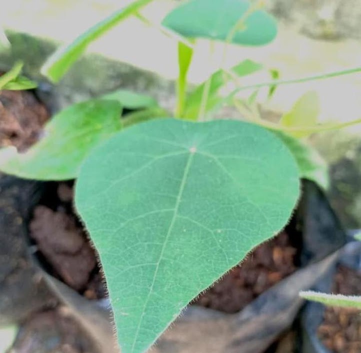 tanaman cincau rambat bibit bulu hijau  pohon daun product Sikur