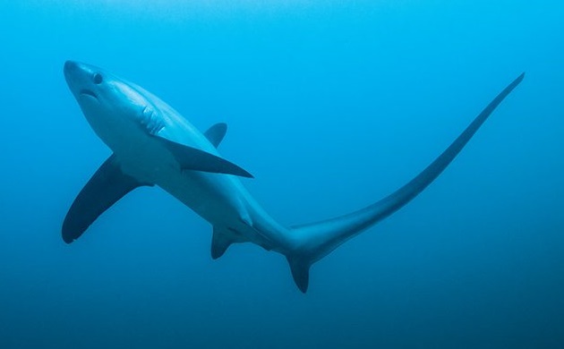How dangerous is a Thresher shark? Why are thresher sharks tails so