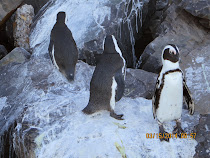 Jackass Cape Point Penguins on the way to The Cape of Good Hope