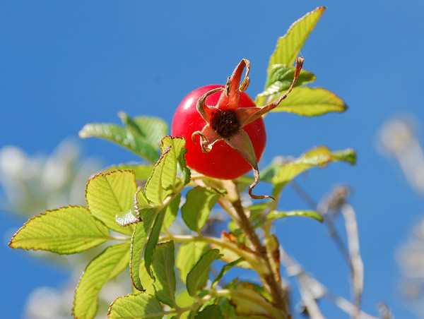 Rose hip