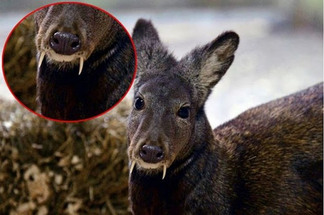  adalah salah satu hewan yang pernah di temukan pada  Rusa Vampir atau Musk Deer