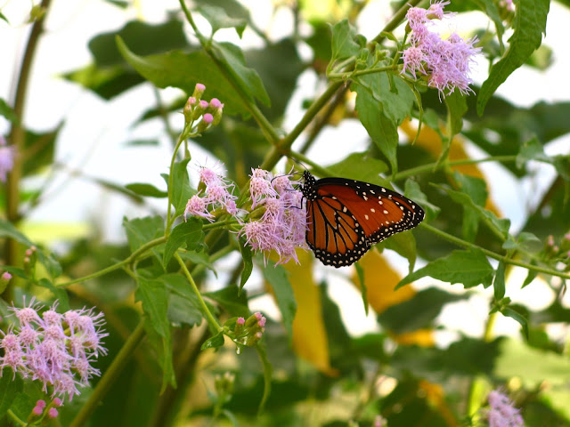 Queen Butterfly Danaus gilippus