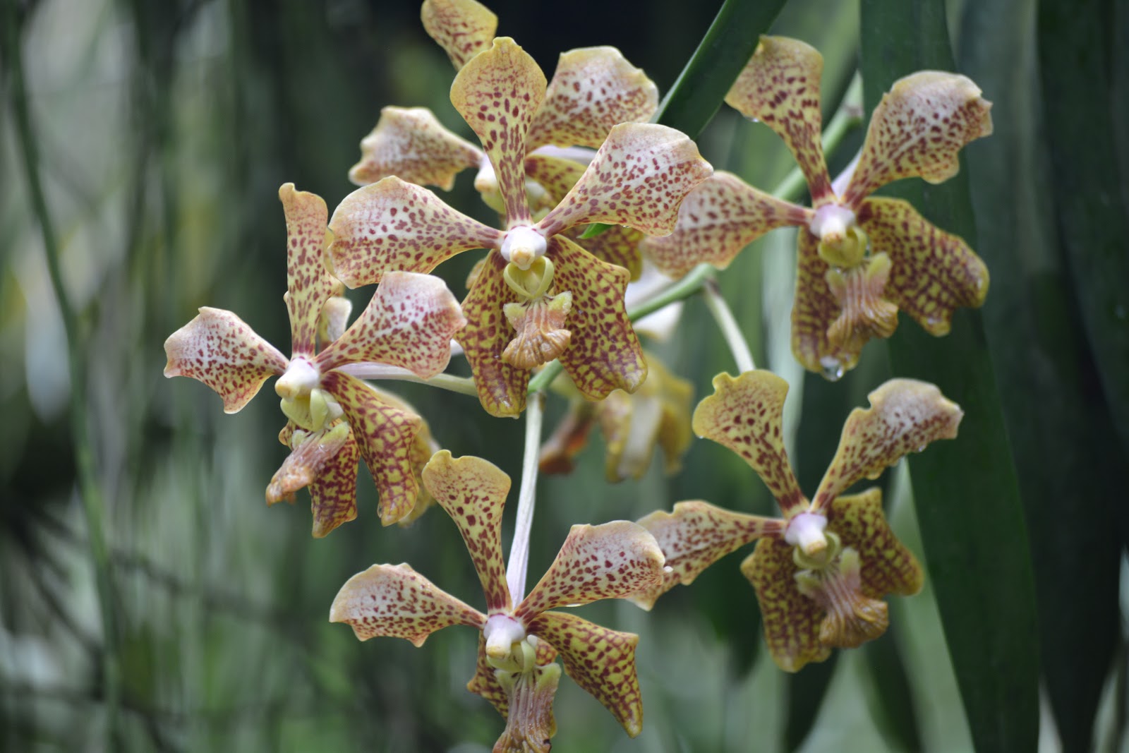  Anggrek  Orchid sp Dendrobium sp