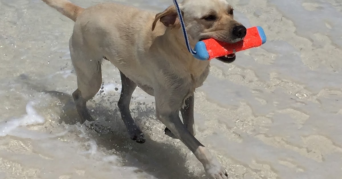 TakingPaws Shear Joy!