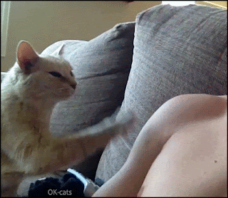 Affectionate Cat GIF • Cute cat wants to be petted: “Please, all I need is your love.” ♥ Affectionate Cat GIF • Cute cat wants to be petted: “Please, all I need is your love.” ♥