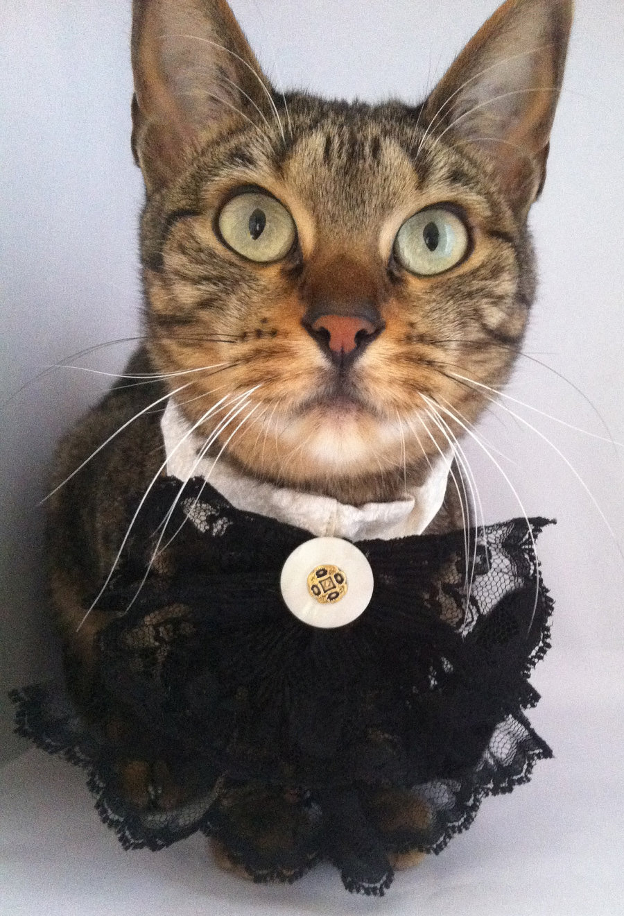 Backyard Burial Company CAT FORMAL