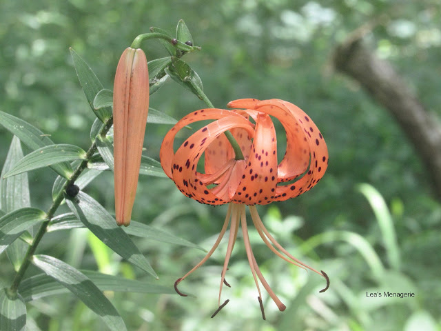 Tiger Lily Photo