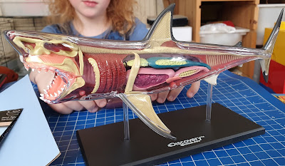Discovery Mindblown 4D Shark Anatomy model complete