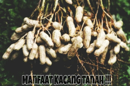 5 Manfaat Kacang Tanah Yang Harus Kamu Tau!