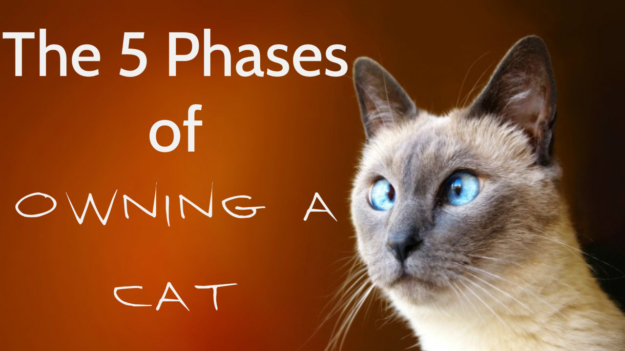 The 5 Phases of Owning a Cat