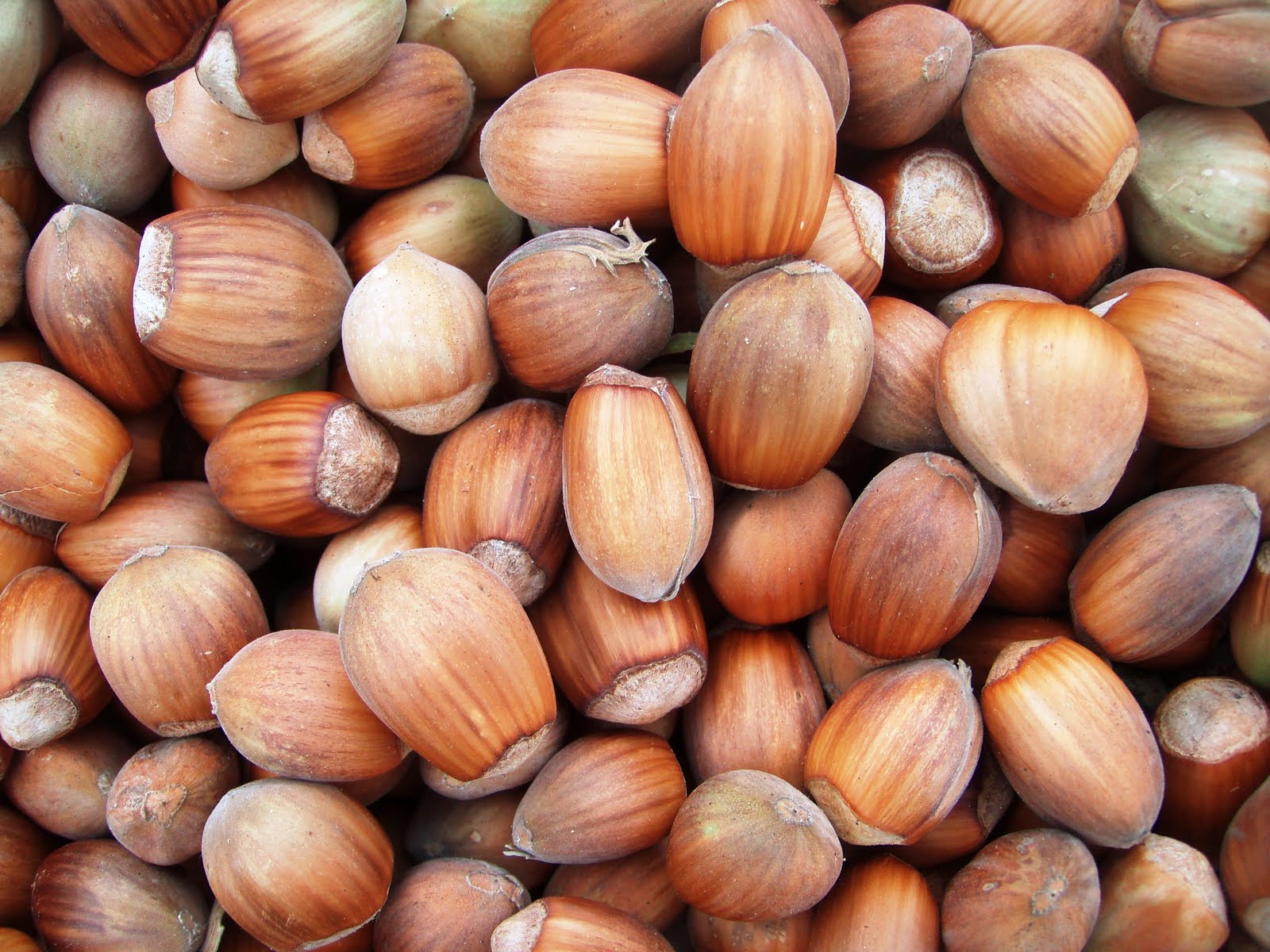The Urbane Forager Hazelnuts, Delicious and Nutritious