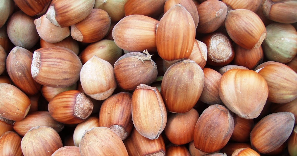The Urbane Forager Hazelnuts, Delicious and Nutritious